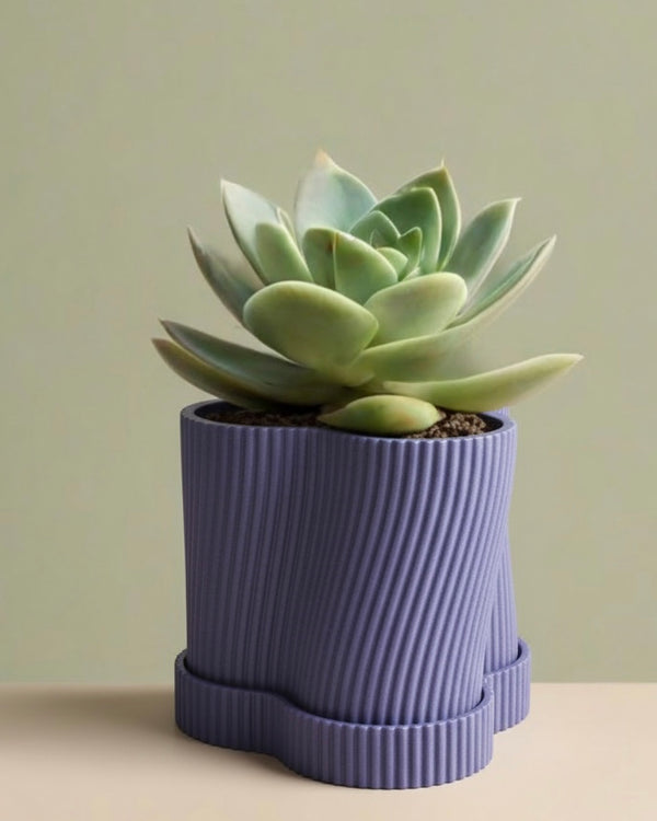 My Tinkly- Spiral Grace Desktop Planter for - Office Desk, Home & Indoor Plant Styling and Home Decor